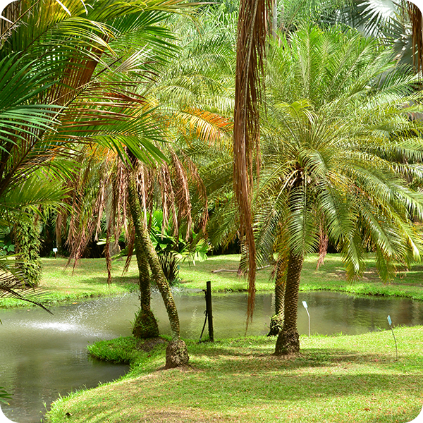 Plantations de canne à sucre