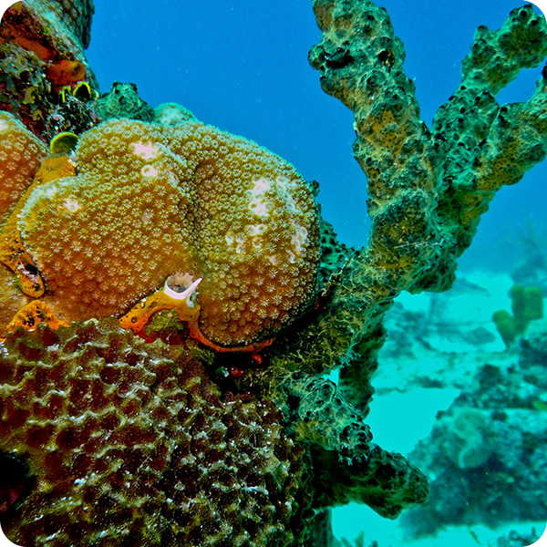 Corail à San Andrés