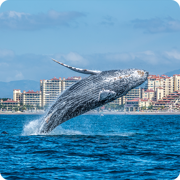 Baleine sortant de l'eau