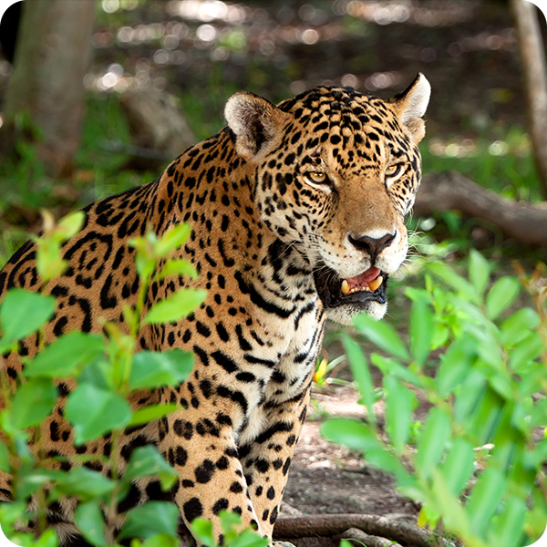 A leopard